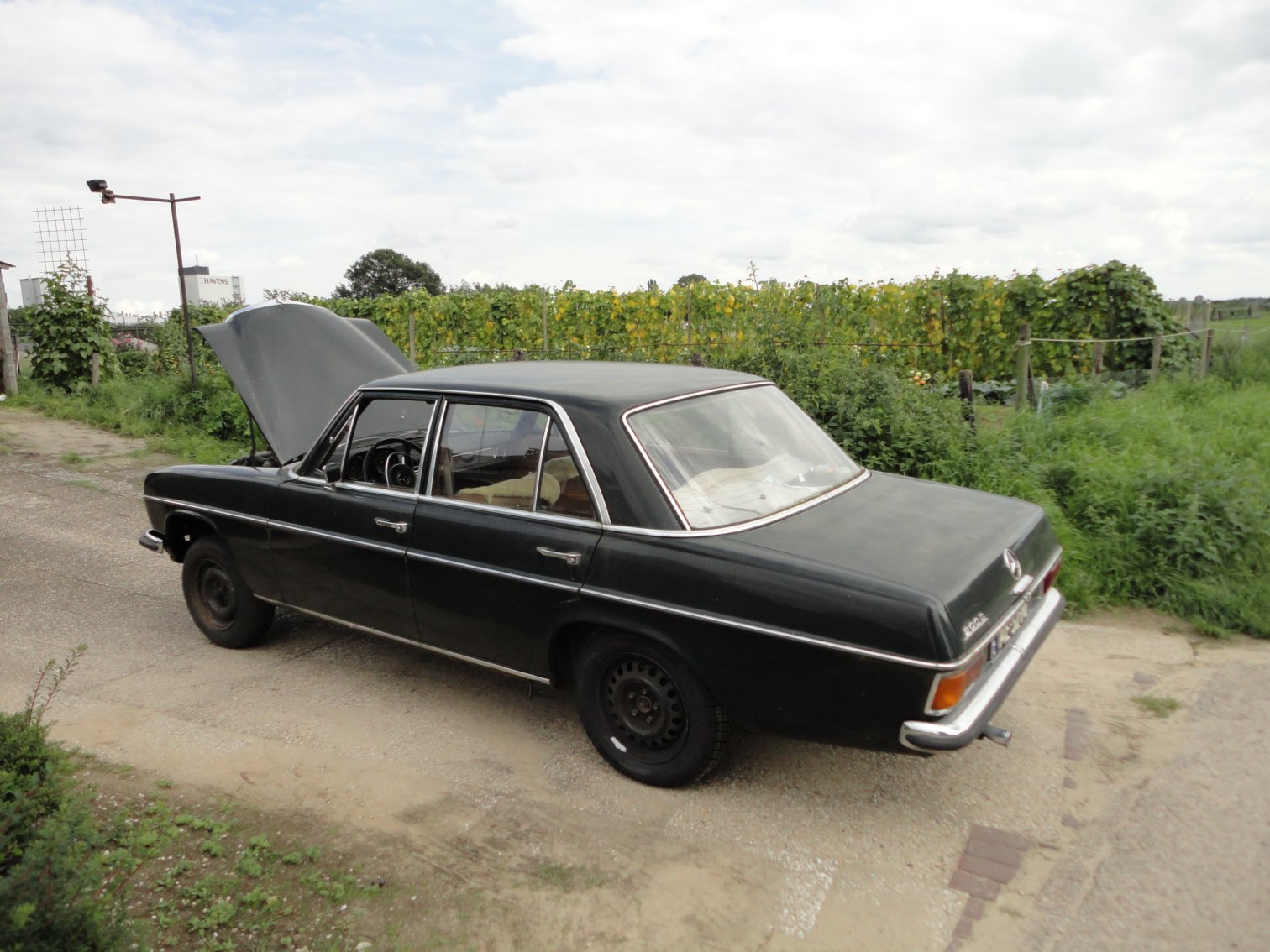 w124wielenopw115.JPG